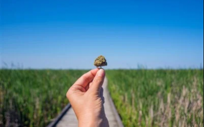 High Tide Stock is a Compelling Vertically-Integrated Cannabis Play