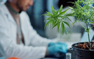 High Tide CEO Discusses Company’s Growth Profile